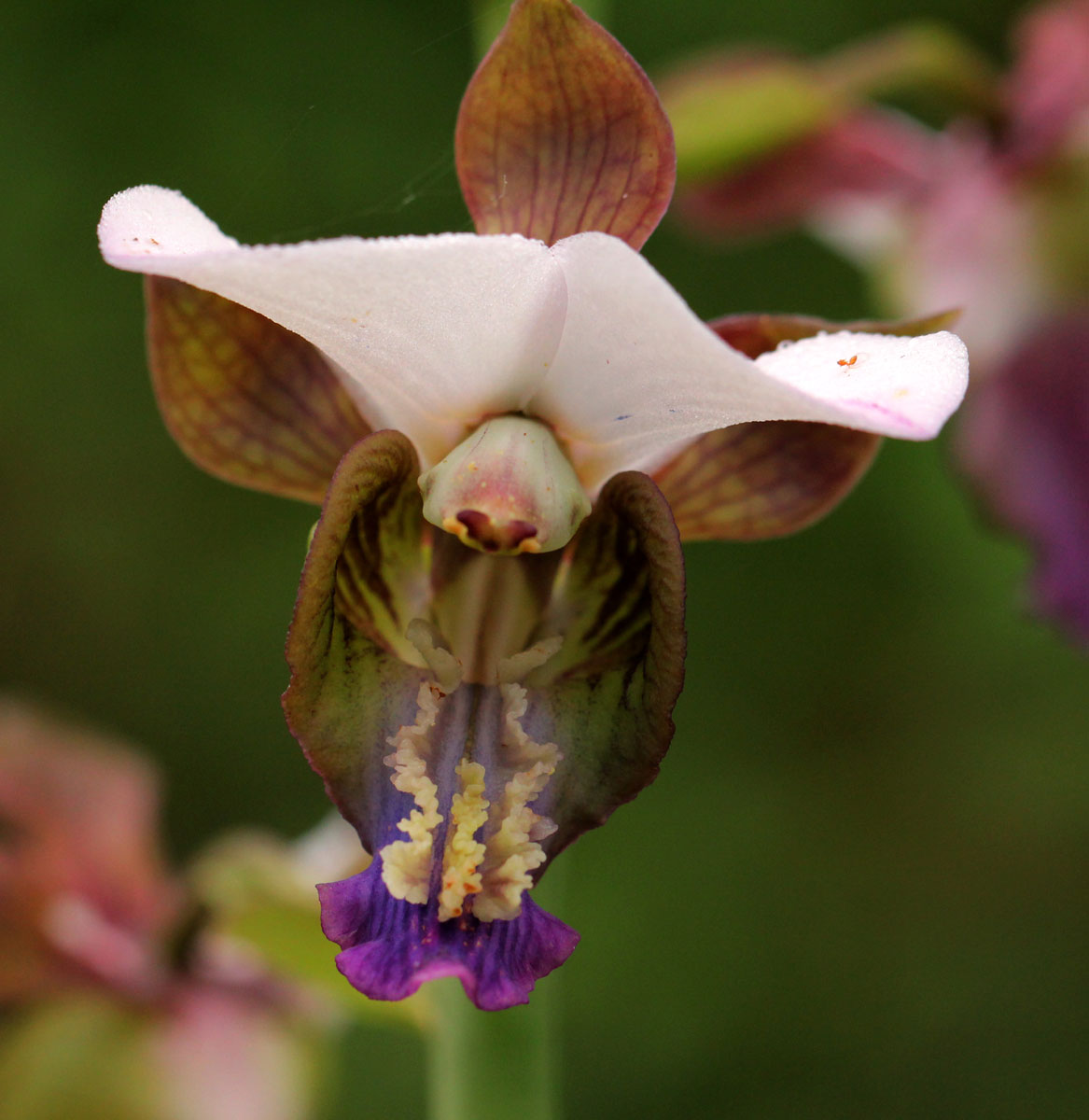 Eulophia horsfallii