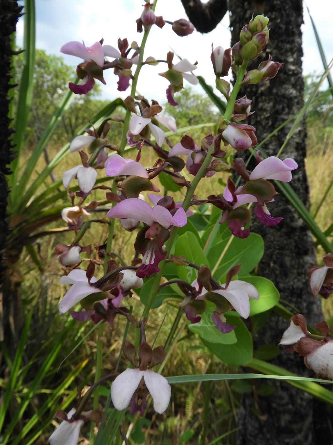 Eulophia horsfallii