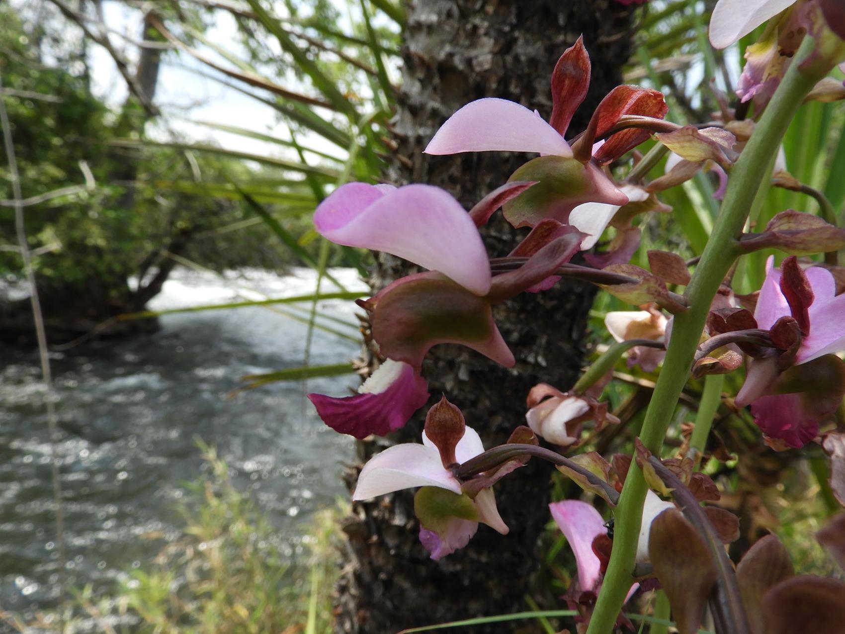 Eulophia horsfallii