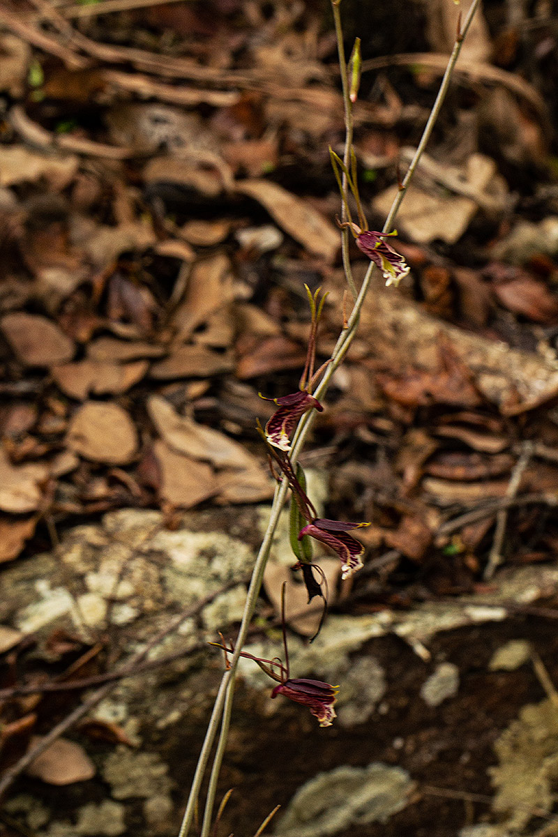 Eulophia longisepala