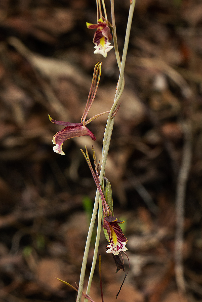 Eulophia longisepala