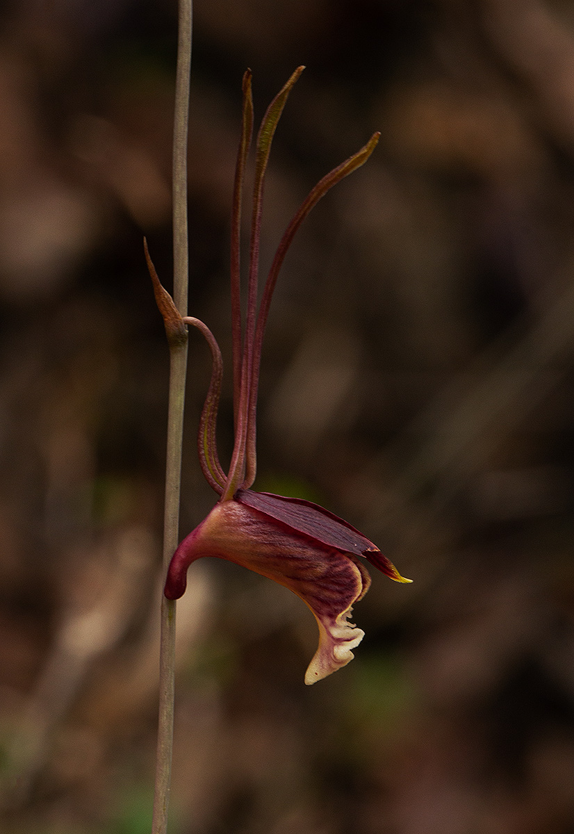 Eulophia longisepala