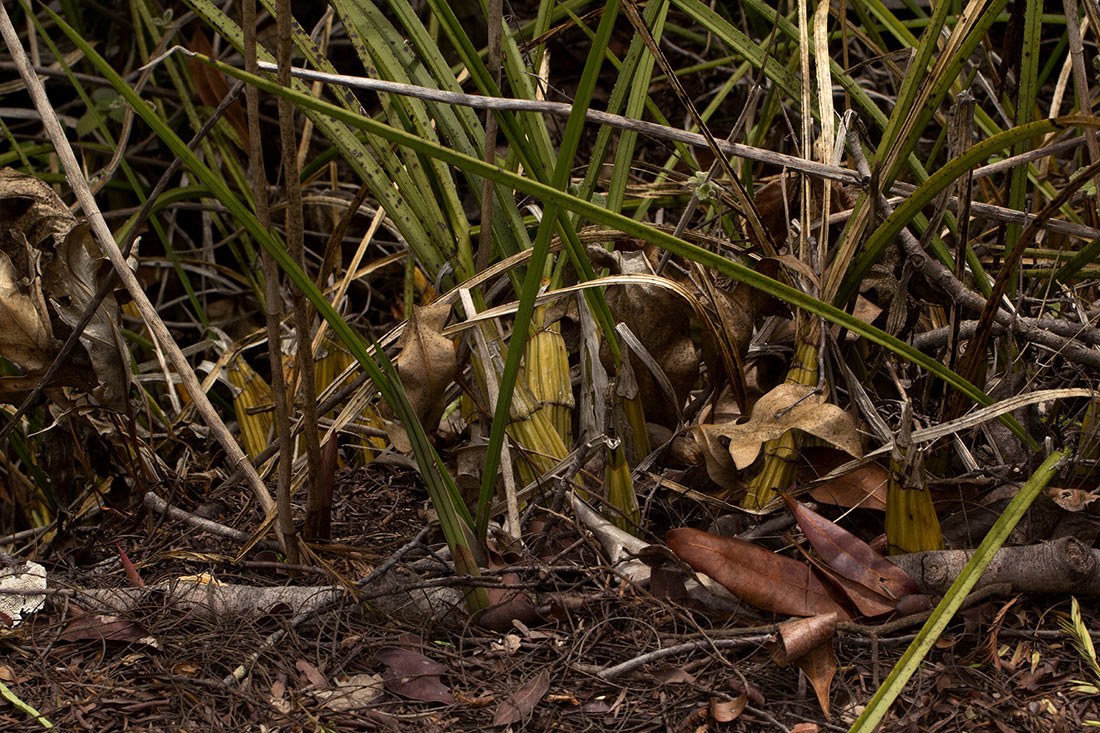 Eulophia petersii