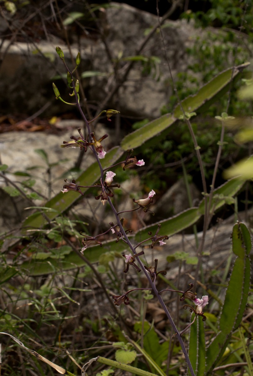 Eulophia petersii