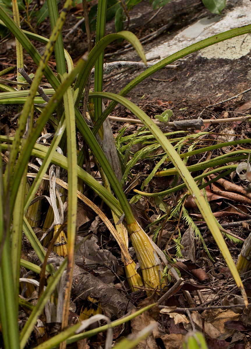 Eulophia petersii