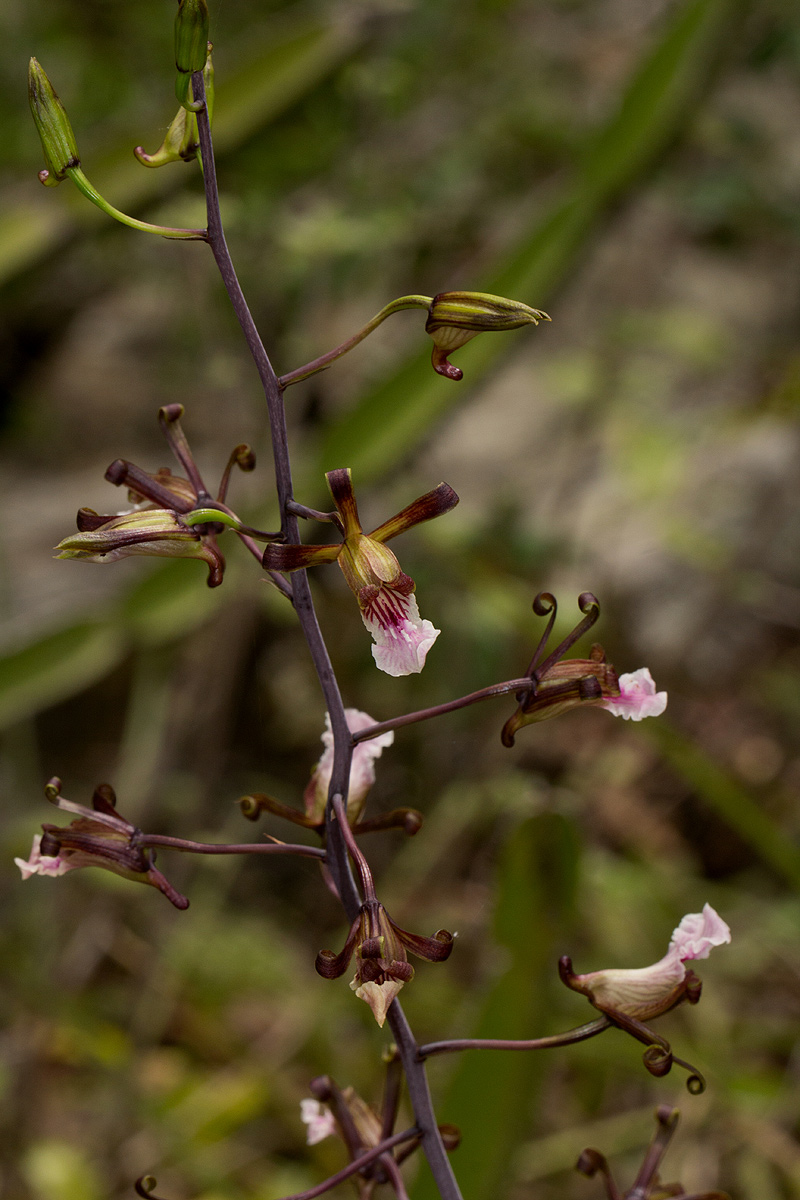 Eulophia petersii