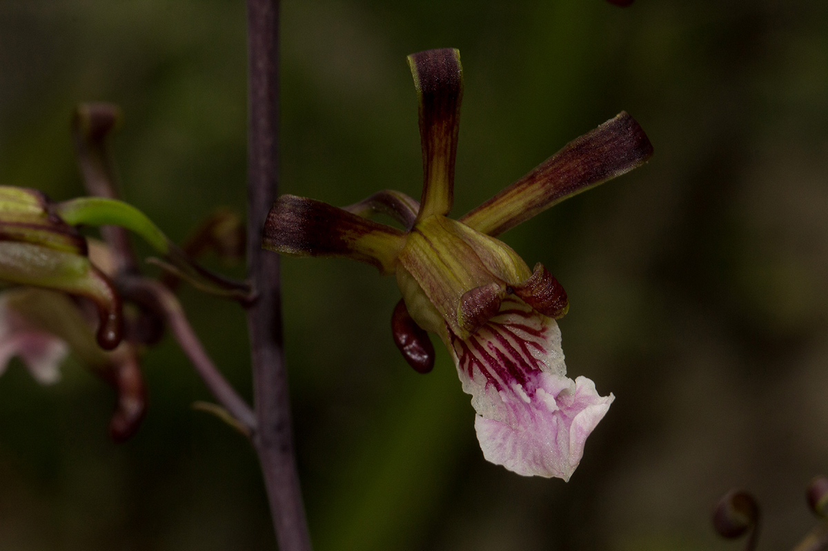 Eulophia petersii