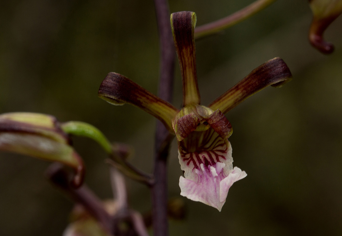 Eulophia petersii