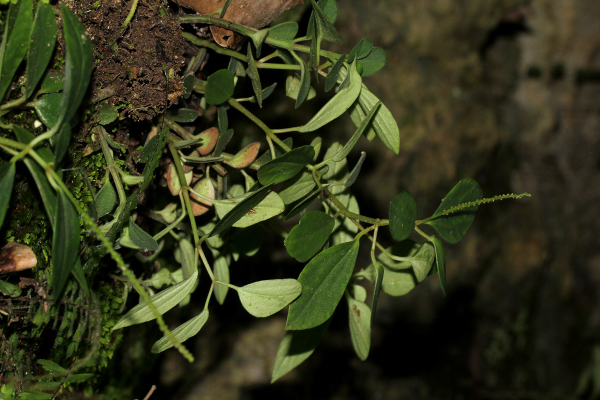 Peperomia leptostachya