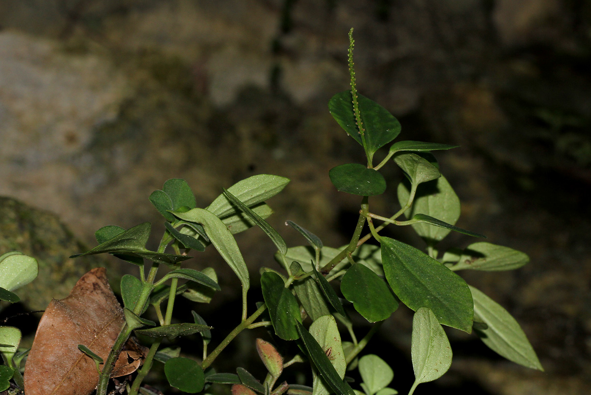 Peperomia leptostachya