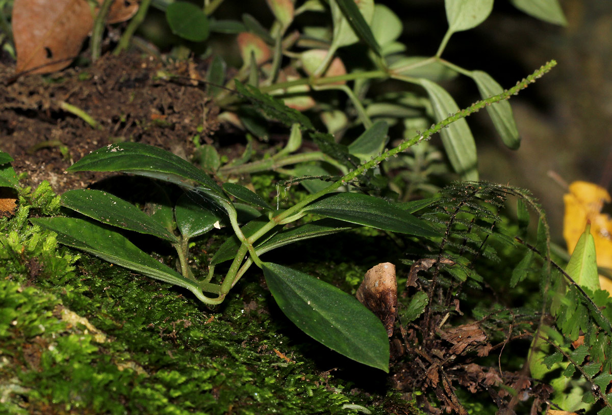 Peperomia leptostachya