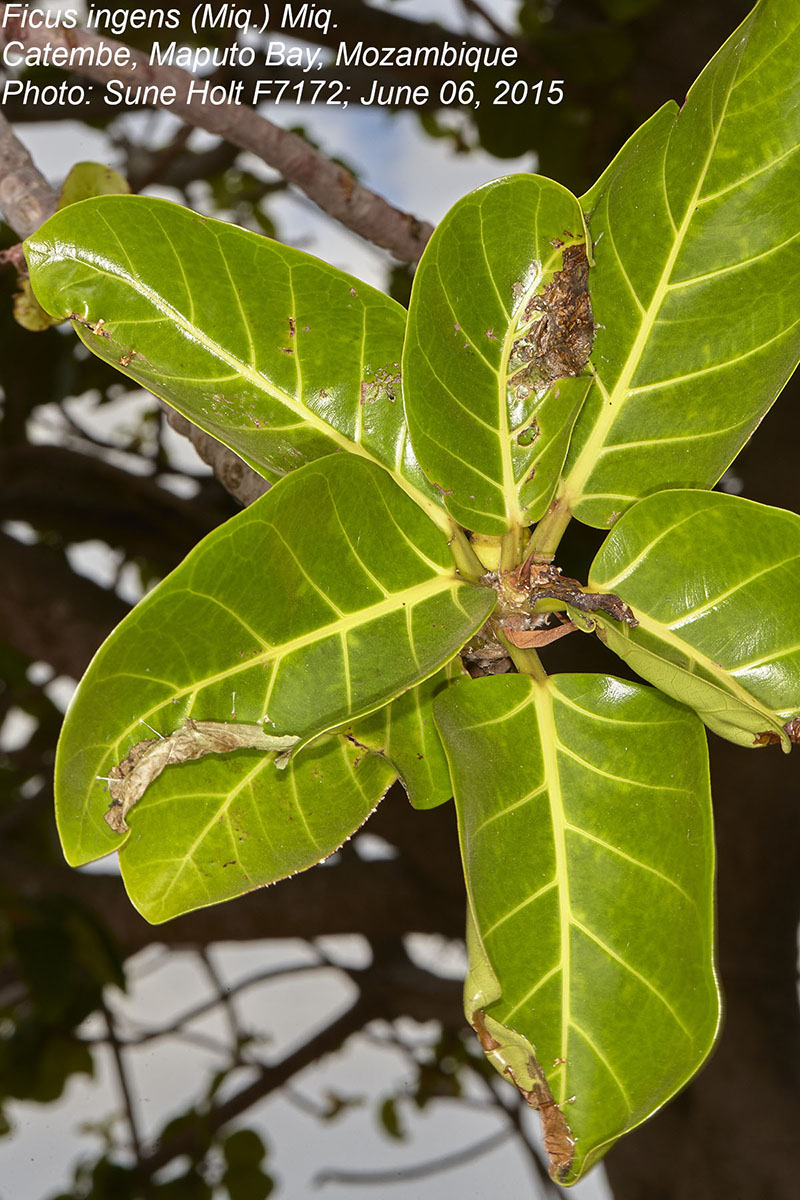 Ficus ingens