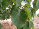 Ficus sycomorus