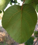 Ficus sycomorus