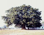 Ficus sycomorus