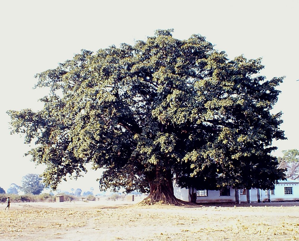 Ficus sycomorus