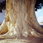 Ficus sycomorus