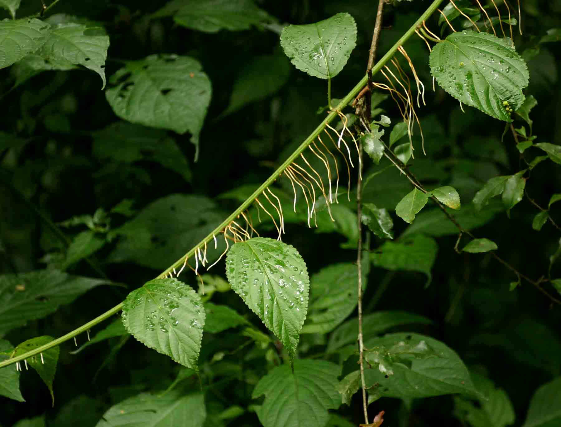 Urera hypselodendron