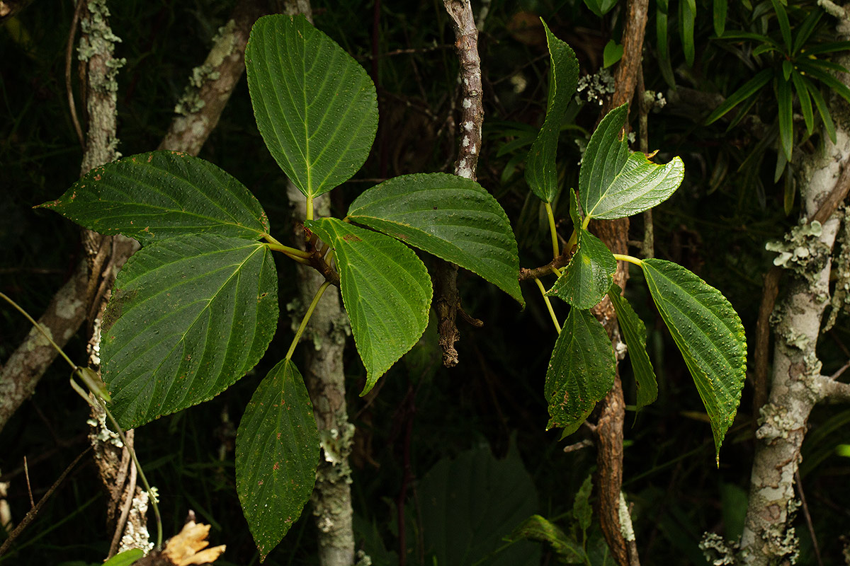 Urera hypselodendron