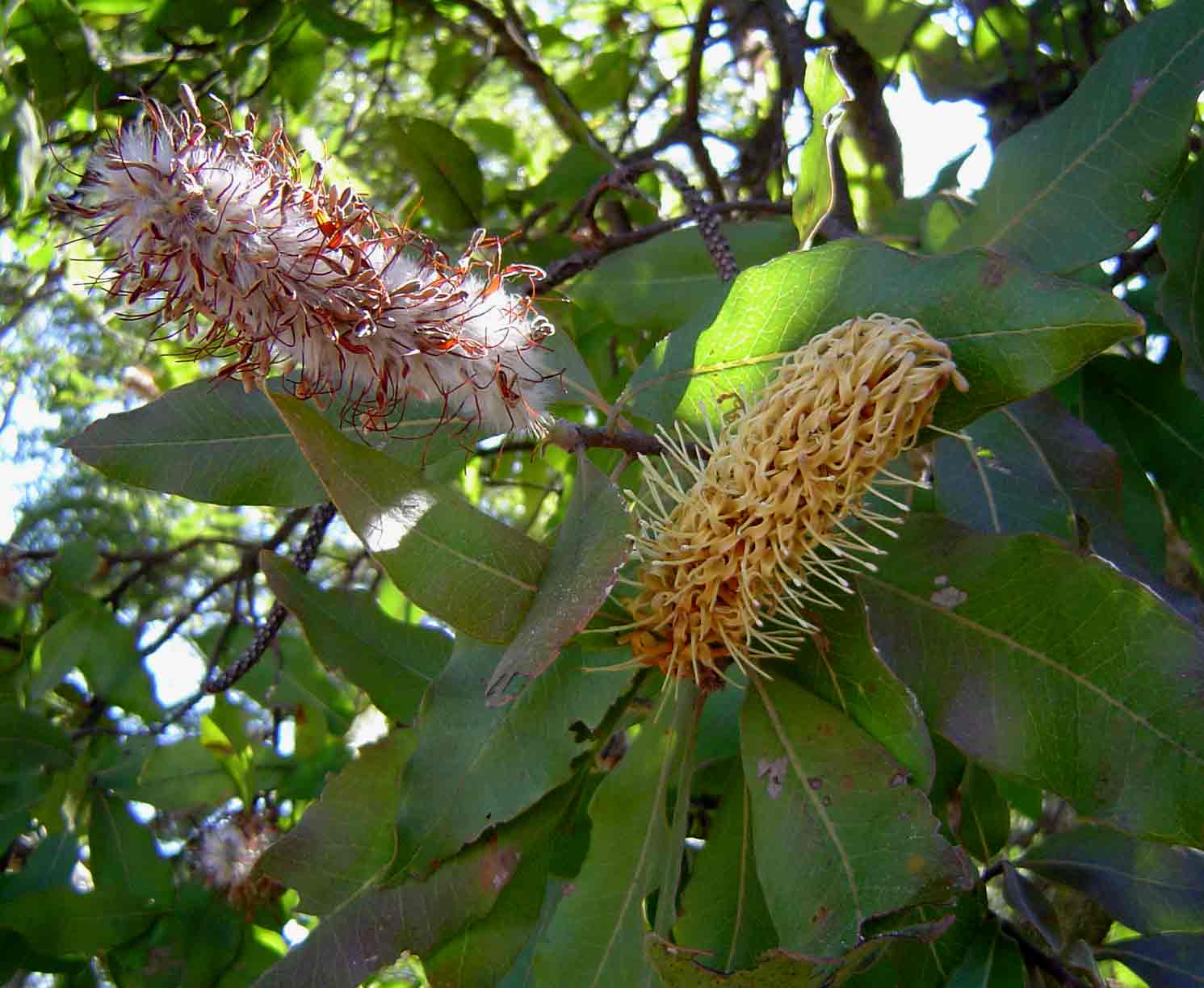 Faurea rochetiana