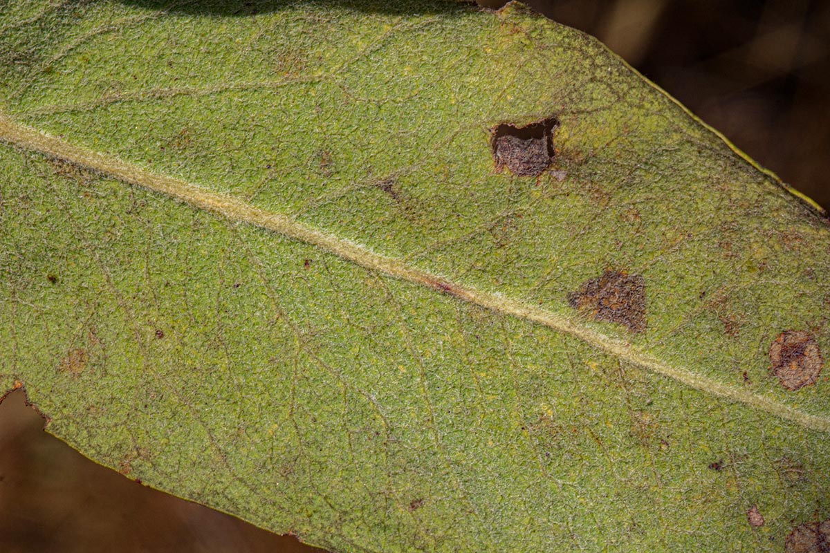 Faurea rochetiana