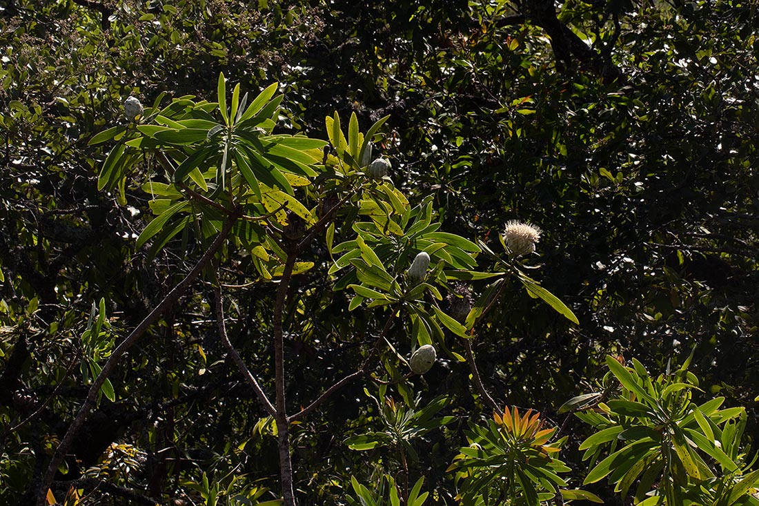 Protea gaguedi