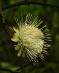 Protea gaguedi