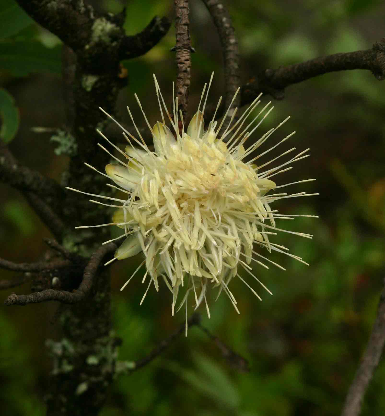 Protea gaguedi