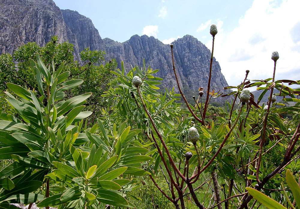 Protea gaguedi