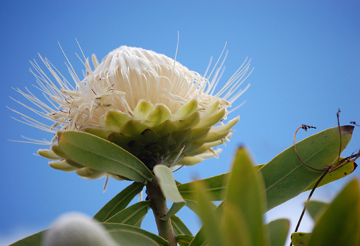 Protea gaguedi