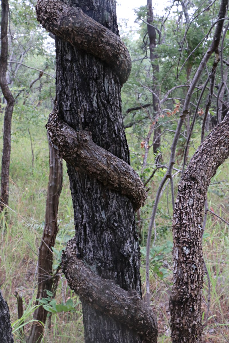 Opilia amentacea