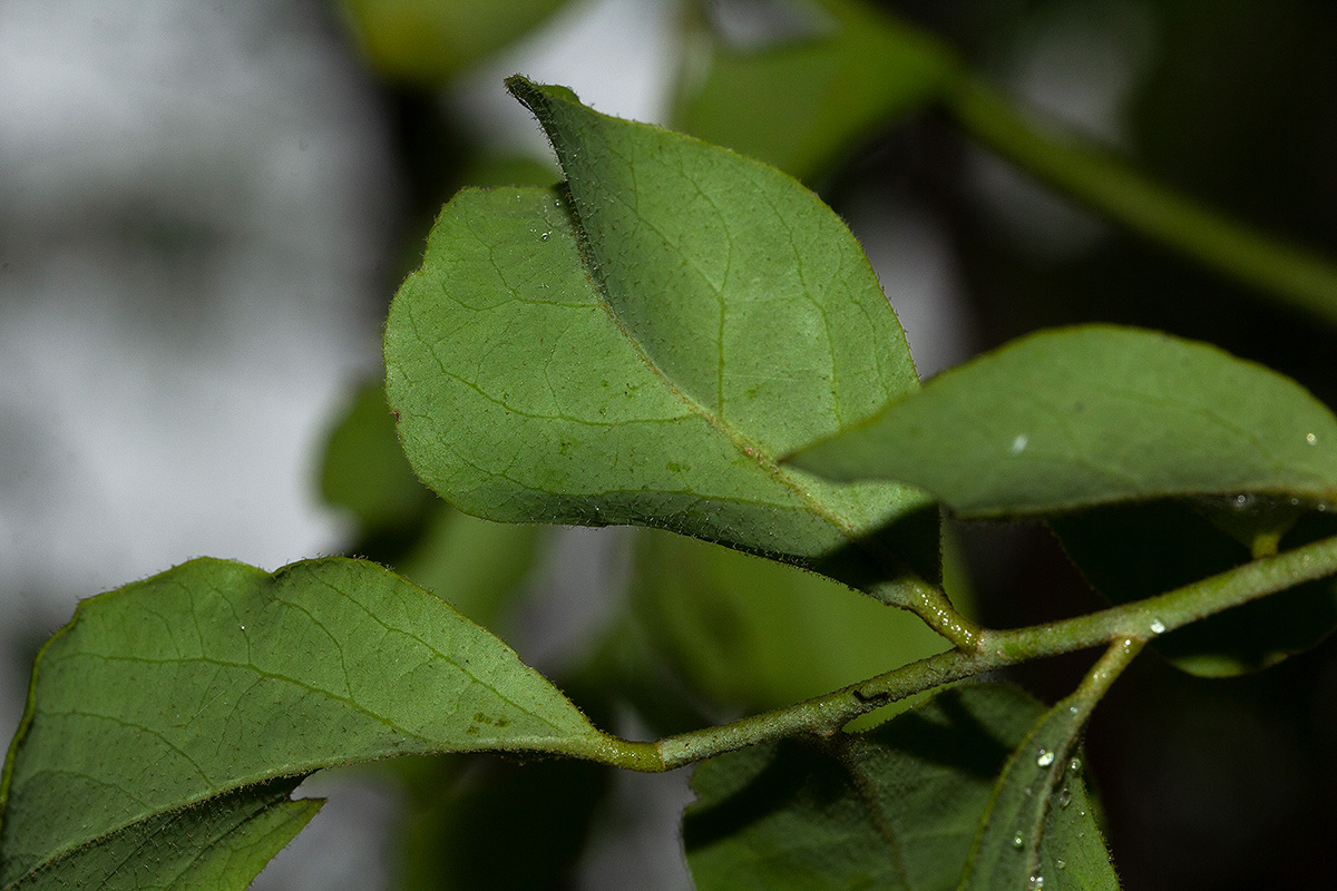 Opilia amentacea