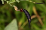 Aristolochia albida