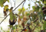 Aristolochia albida