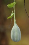 Aristolochia albida