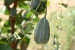 Aristolochia albida