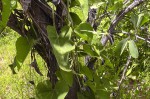 Aristolochia albida