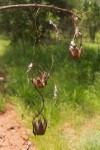 Aristolochia albida