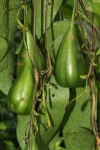 Aristolochia albida