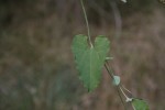 Aristolochia albida