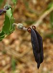 Aristolochia albida