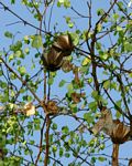 Aristolochia albida