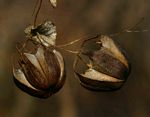 Aristolochia albida