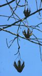 Aristolochia littoralis