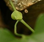 Aristolochia littoralis