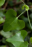 Aristolochia littoralis