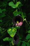 Aristolochia littoralis