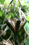 Aristolochia littoralis