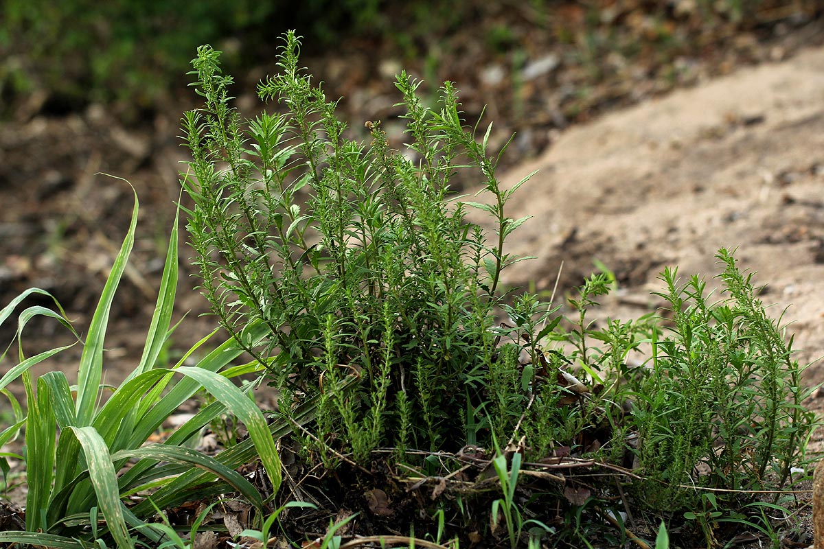 Dysphania ambrosioides