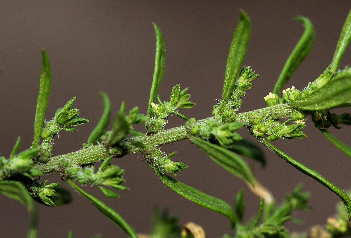 Dysphania ambrosioides